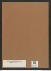 Diatomeae indet. Zeichnungen Sammlung Grunow Mappe 04052 (Herbarium_W_Grunow_drawings_Folder_04052)